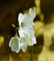 铁岭十二生肖看看你的幸运数字是什么吧！