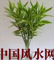 铁岭十二生肖养什么植物最旺财运？你知道吗！