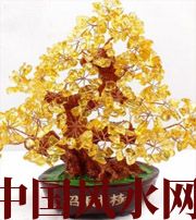 铁岭买了招财植物却不能发财，是方位摆错了！